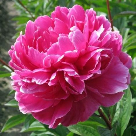 Pianta di PEONIA Lactiflora Jadwiga rosa scuro a porpora Foto Reali