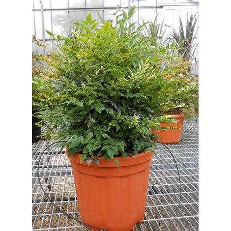 Gardenaria Nandina domestica 'Gulf Stream' Rubra - Arbusto ornamentale da giardino - Altezza: 50/60 cm (vaso24) (1/3)