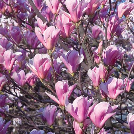 Magnolia giapponese "Magnolia soulangeana" pianta in vaso ø19 cm h.70/100 cm