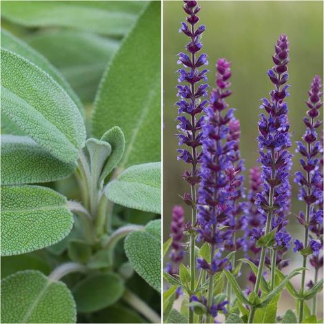 Pack de 4 Plantas de Salvia Real. Salvia Officinalis