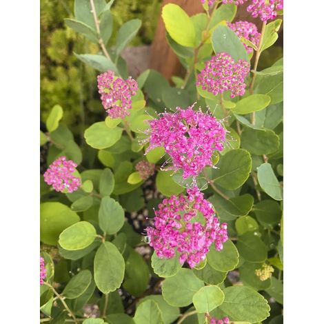 Spirée à fleurs denses Godet de 8/9 cm (1/2)