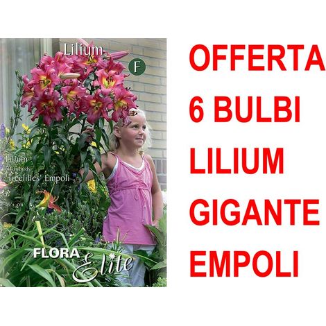 OFFERTA 6 BULBI LILIUM GIGANTE EMPOLI