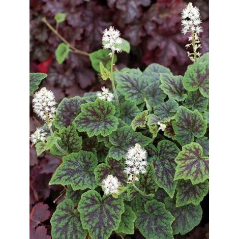 Tiarelle 'Appalachian Trail' Godet de 8/9 cm (1/3)