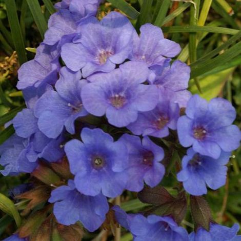 Pulmonaire Blue Ensign | Conditionnement: Lot de 5 godets