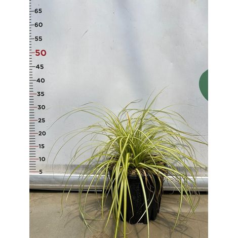 CAREX MORROWII 'ICE DANCE' pianta graminacea erbacea perenne