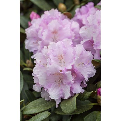 Yaku-Rhododendron 'Silberwolke' Rhododendron yak.'Silberwolke' 3L 25- 30 (1/4)