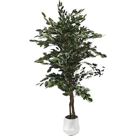 Pianta ornamentale di Ficus variegato 120 cm. 768 foglie con vaso (1/3)