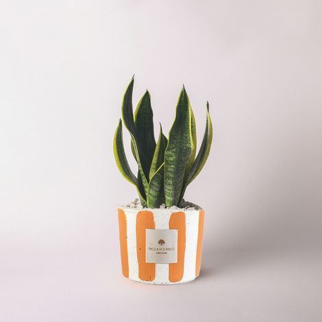 Sansevieria in vaso cementino decorato a mano Sansevieria Millerighe - Arancione