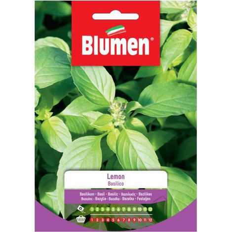 SEMI BASILICO LEMON BLUMEN