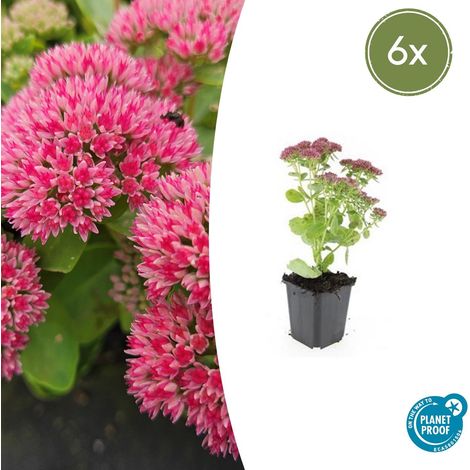 Lot de 6 Sedum 'Herbstfreude' Orpin Plante Vivace Succulente Fleurs Roses 10-25 cm Pot Ø 9 cm - PANGIVO (1/5)