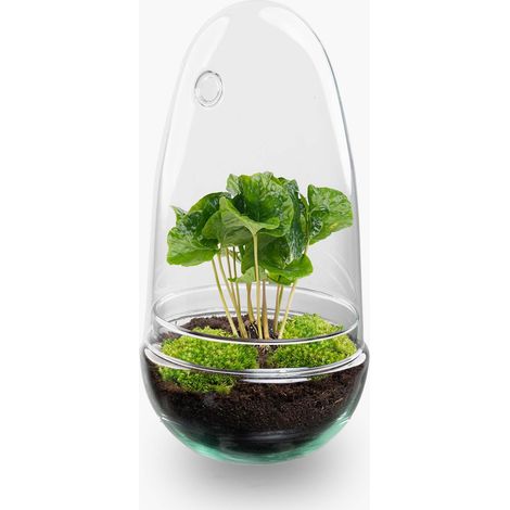 Terrarium Plante DIY Kit Écosystème Fermé en Verre Coffea Arabica Ø 12 x 25 cm - PANGIVO (1/5)