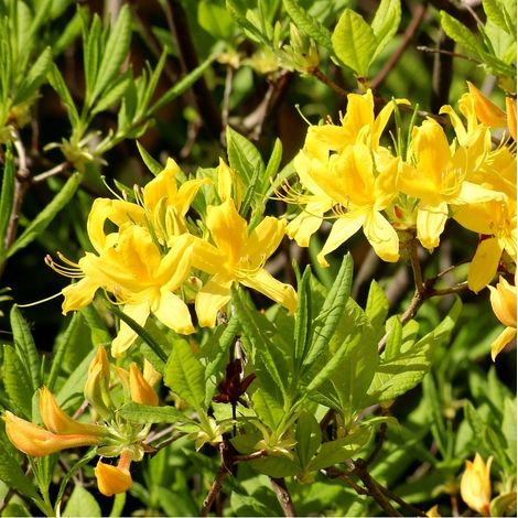 Azalée caduque mollis jaune - Azalea mollis - 40-50 cm pot