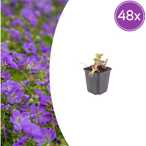 Lot de 48 Géraniums 'Azure Rush' Vivaces à Fleurs Bleu Vif Couvre-sol Pot Ø9cm H10-25cm - PANGIVO (1/5)