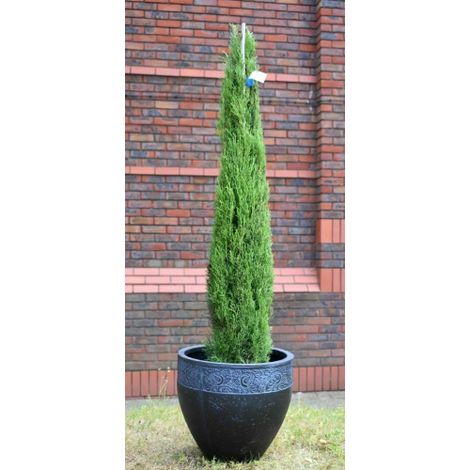 Cipresso toscano "Cupressus sempervirens Totem" pianta sempreverde in vaso 2 litri h. 40/50 cm (1/5)