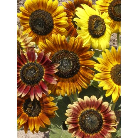 Soleil, Tournesol 'Music Box ' le sachet de 25 graines