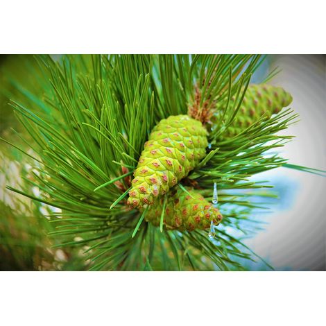 Planta de Pinus Halepensis. Pino Carrasco. 100 - 150 Cm