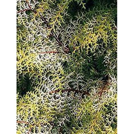 Cyprès hinoki du Japon 'Lucas' Pot de 2L/3L (1/2)