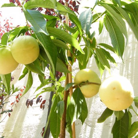 Pépinières Naudet – Pêcher nain 'Ice Peach' – Arbre fruitier compact – Produits nectarines blanches sucrées – Rusticité jusqu'à -15°C – Floraison rose au printemps (1/3)