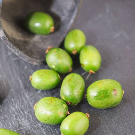 Kiwi de Sibérie arguta Vitikiwi® (Autofertile)/Godet