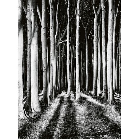 Papier peint panoramique noir et blanc salon | Tapisserie panoramique foret fantôme effet effrayant bureau | Papier peint panoramique nature arbre - 192 X 260 cm (4 pièces) (1/2)