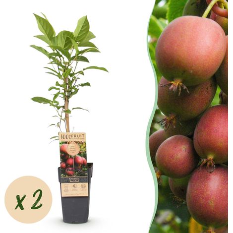 Lot de 2 Kiwis Rouges Actinidia deliciosa Ken's Red Plantes Grimpantes H50 cm Pot Ø 15 cm - PANGIVO (1/5)