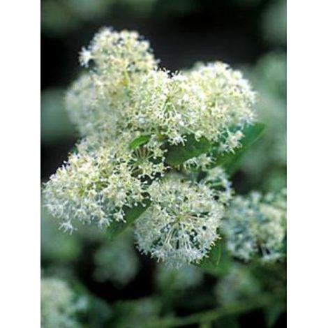 Céanothe, Lilas de Californie 'Millerton Point' Pot de 2L/3L (1/3)