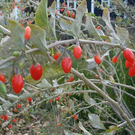 Lyciet, goji Pot de 1,5L/2L, Buisson, Buisson 30/40cm