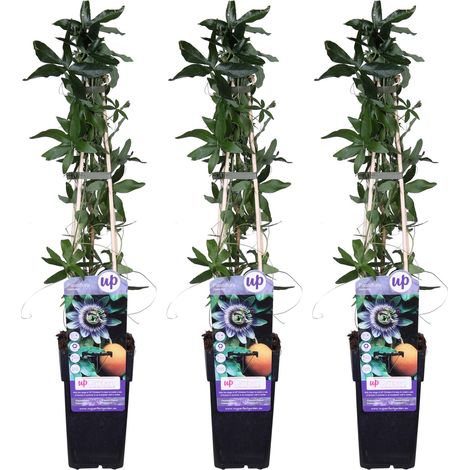 Lot de 3 Passiflores Constance Elliot Plante Grimpante Fleurs Blanc Ivoire Hauteur 65 cm Ø 15 cm - PANGIVO (1/2)