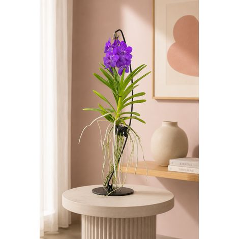 Gardenaria Vanda con supporto - Pianta da interno ornamentale - Altezza: 70 cm (vaso 15) (1/5)