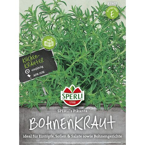Sperli – Sarriette des jardins Sperli's Pikanta – Graines d'aromatiques, hauteur 40-50 cm (1/2)