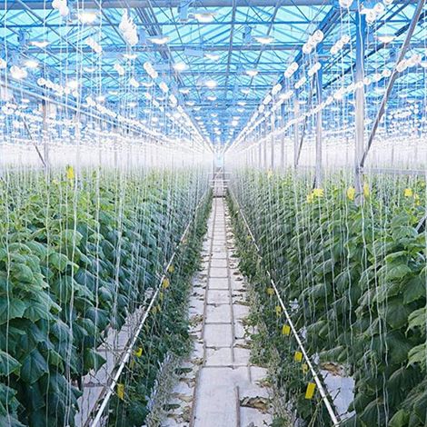 Lot de 10 crochets de support pour tuteur à tomates, avec corde de 15 m, pour plantes et fruits. (1/5)