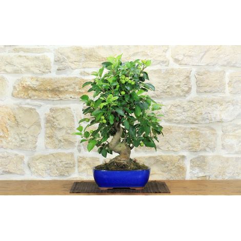 Bonsai di Melo selvatico (139)