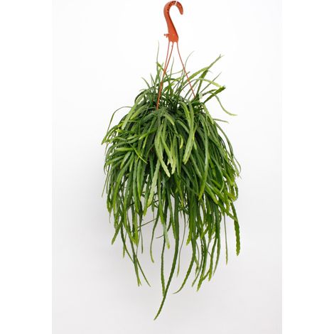 Lepismium Bolivianum - Plante Verte d'Intérieur Retombante Cactus de Forêt - Ø17 cm - Hauteur 25 cm - PANGIVO