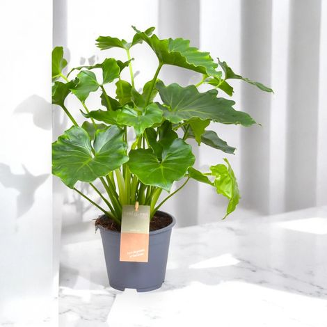 Gardenaria Philodendron bipinnatifidum 'Shangri-la' - Pianta da interno ornamentale - Altezza: 35 cm (vaso 14) (1/5)