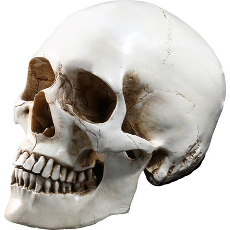 Crâne Humain Taille Réelle 1:1 en Résine, Modèle Médical Anatomique pour Enseignement, Squelette Éducatif, Statue Décorative Halloween (1/5)