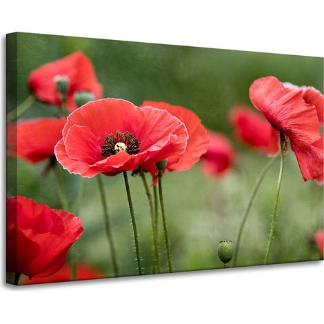 Leinwanddruck Botanik Rote Mohnblumen 90x60 cm Blumen Flora