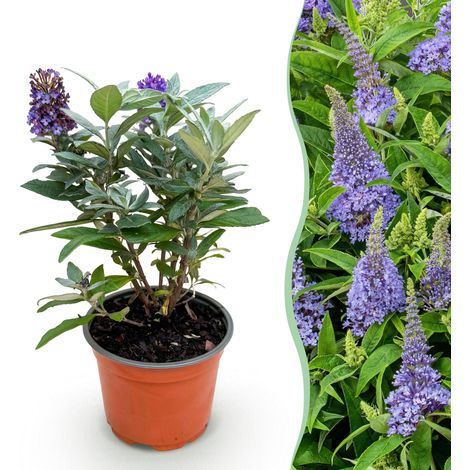 Arbre aux papillons Buddleja davidii Little Lila Compact Lilas 1 Plante Pot 12cm - PANGIVO (1/5)