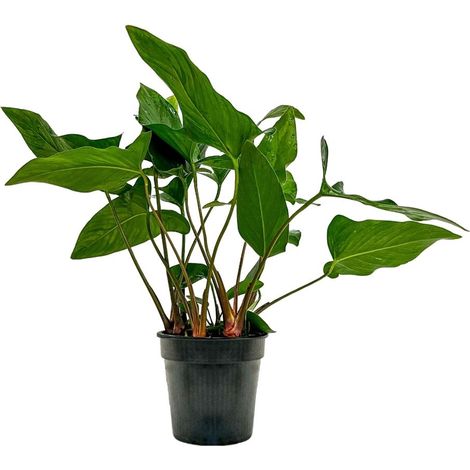 Mutterpflanze Aquariumpflanze Anubias hastifolia Nr.301H XL