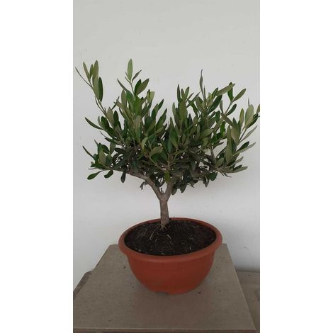 PIANTA DI ULIVO BONSAI CIOTOLA 20 CM ALTEZZA 25/30 CM  ( foto reali)