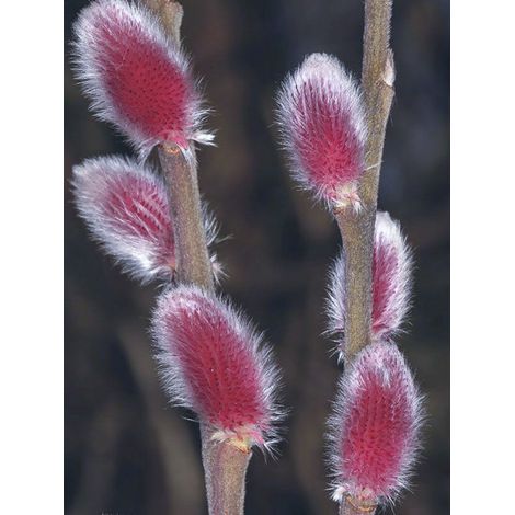 Saule 'Mount Aso' Pot de 2L/3L (1/2)