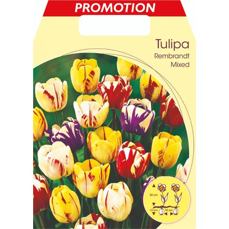TULIPANO REMBRANDT MIX DI COLORI CONFEZIONE DA 20 BULBI AUTUNNALI BULBS BULBES