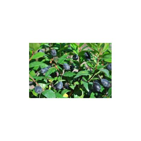 Mirto (Myrtus Communis) vaso 18cm