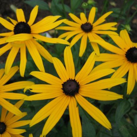 4 x Rudbeckia fulgida 'Goldsturm' - godet 9x9 cm (1/4)