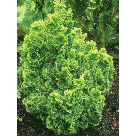 Cyprès hinoki du Japon 'Aurora' Pot de 4L/5L (1/4)