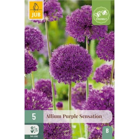 5 Alliums Purple Sensation Bordeaux