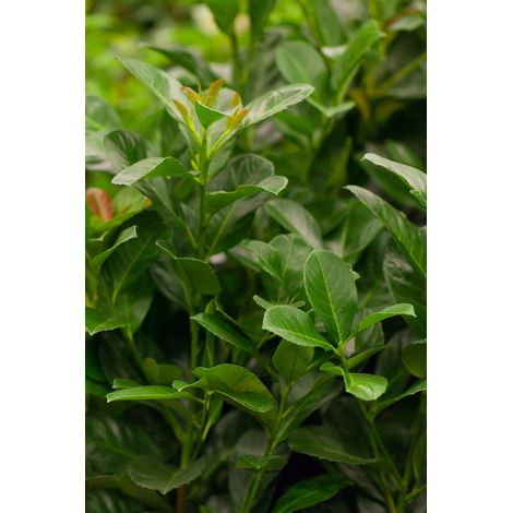 Lorbeerkirsche 'Etna'® Prunus laurocerasus 'Etna' -R- 7,5L 80- 100