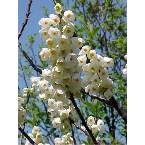 Arbre aux cloches d'argent Pot de 18L/20L (1/4)