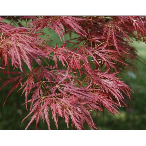 Acero rosso giapponese ad innesto basso "Acer palmatum dissectum atropurpureum Stella Rossa" pianta in vaso  18 cm (1/4)