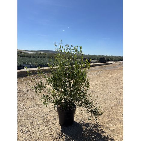 PHILLYREA ANGUSTIFOLIA CESP.24