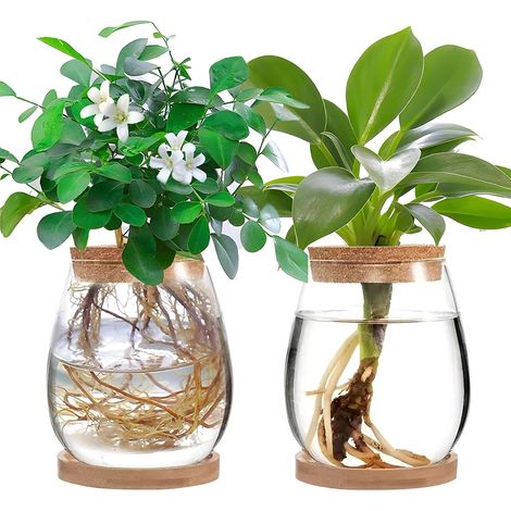 Lot de 2 grands terrariums de plantes, station de propagation de plantes, pot de plante en verre transparent avec couvercle et support pour culture hydroponique, décoration pour maison, bureau (1/5)